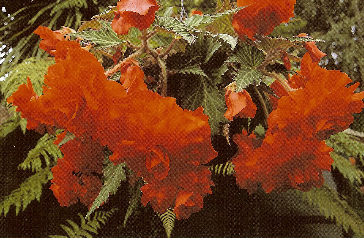 B. ‘Vesuvius’